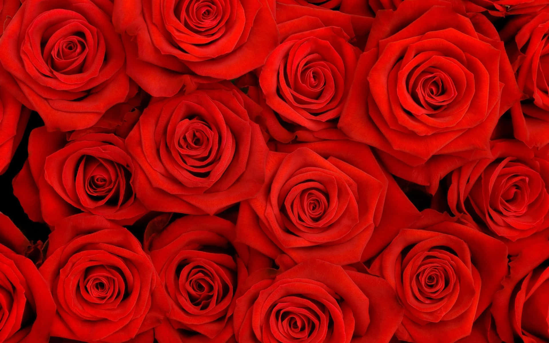 Esteticadella Rosa Rossa - La Bellezza Della Natura Sfondo