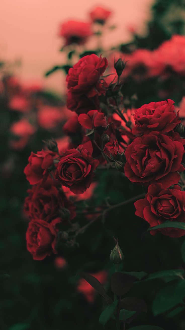 En duftende rød rose æstetik Wallpaper