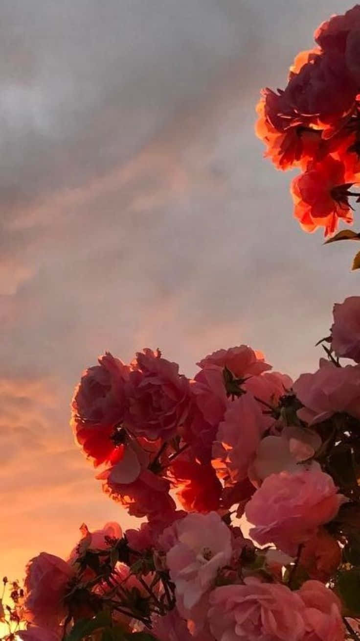 Red Rose Aesthetic During Sunset Wallpaper
