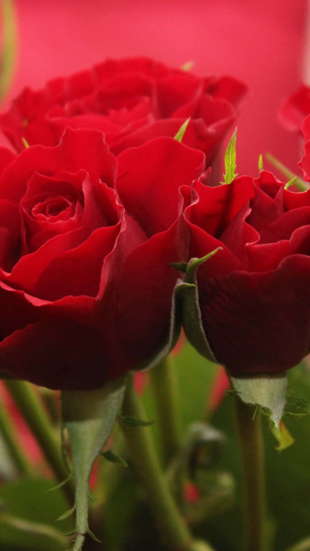 Følg skønheden og udtryk dig selv med den tidløse elegance af et rødt rosenblomst tapet! Wallpaper