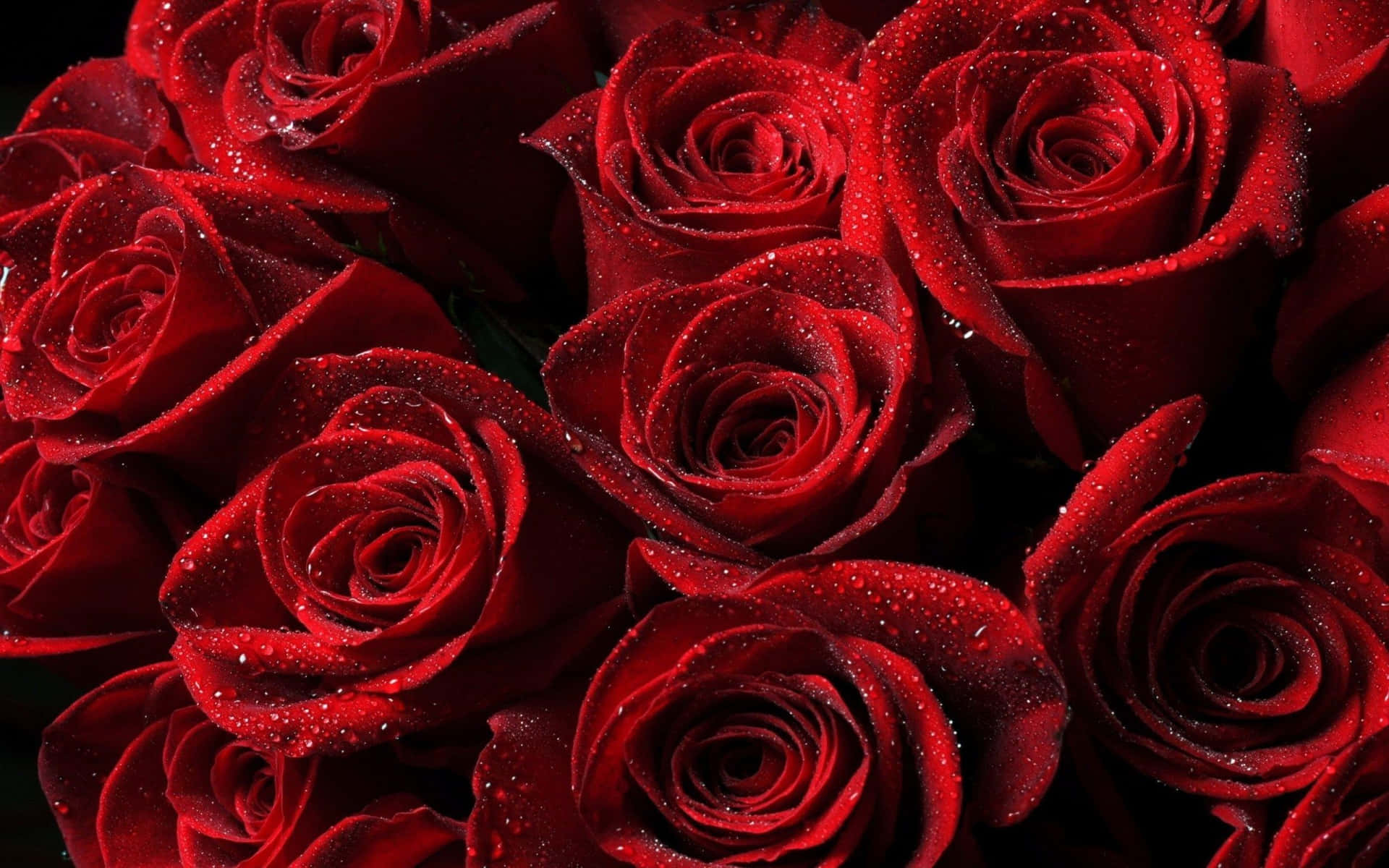 Estéticade Una Rosa Roja Cubierta De Rocío Fondo de pantalla
