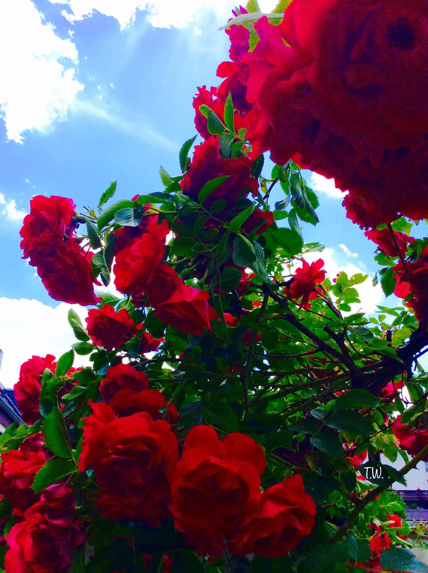 En enkelt rød rose i fuld blomst, der skinner i lyset. Wallpaper