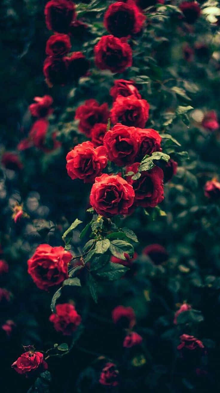 Smukke i blomstring, Rød rose æstetik Wallpaper