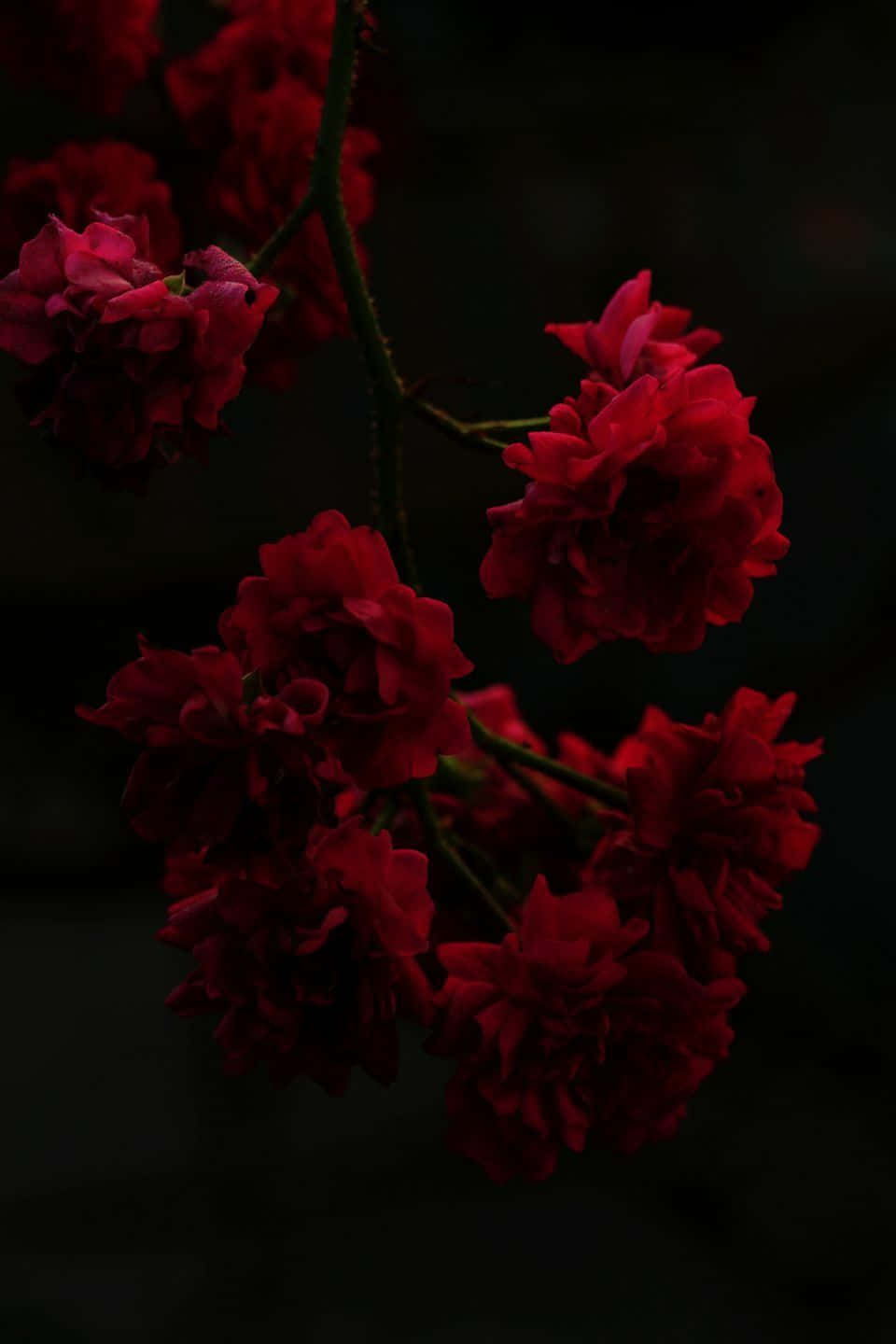 En Smuk Rød Rose I Fuld Blomst, Omgivet Af Mørkegrønne Løv. Wallpaper