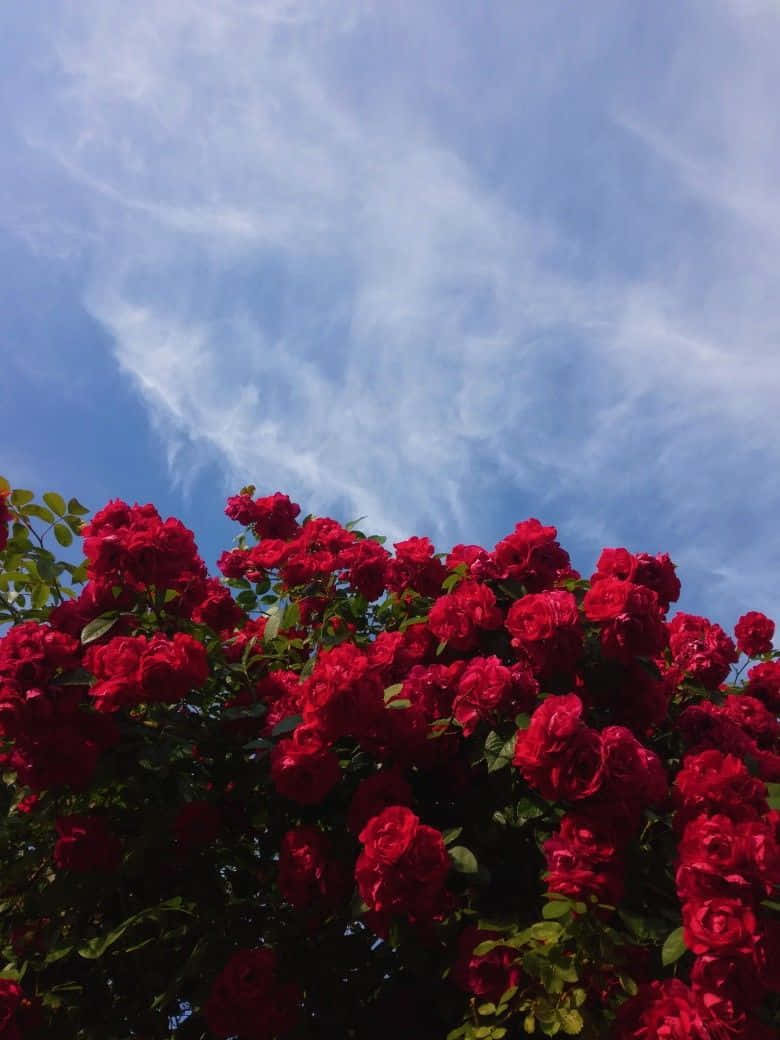 Red Rose Aesthetic In The Sky Wallpaper