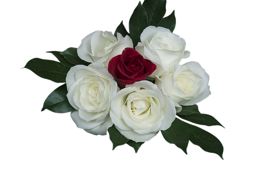 Red Rose Among White Roses PNG