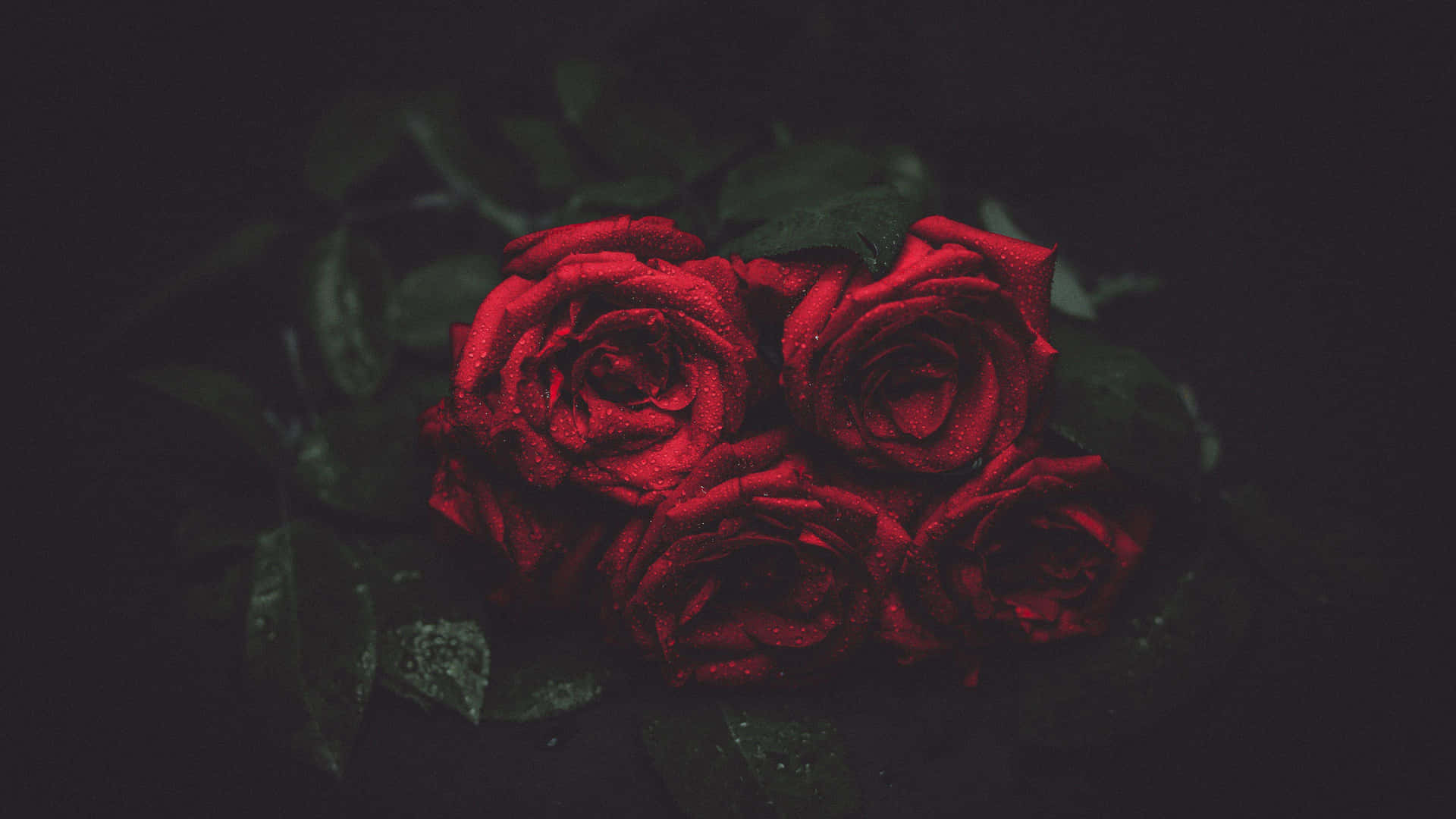 Eineeinzelne Rote Rose, Stolz Aus Dem Hintergrund Ragend.