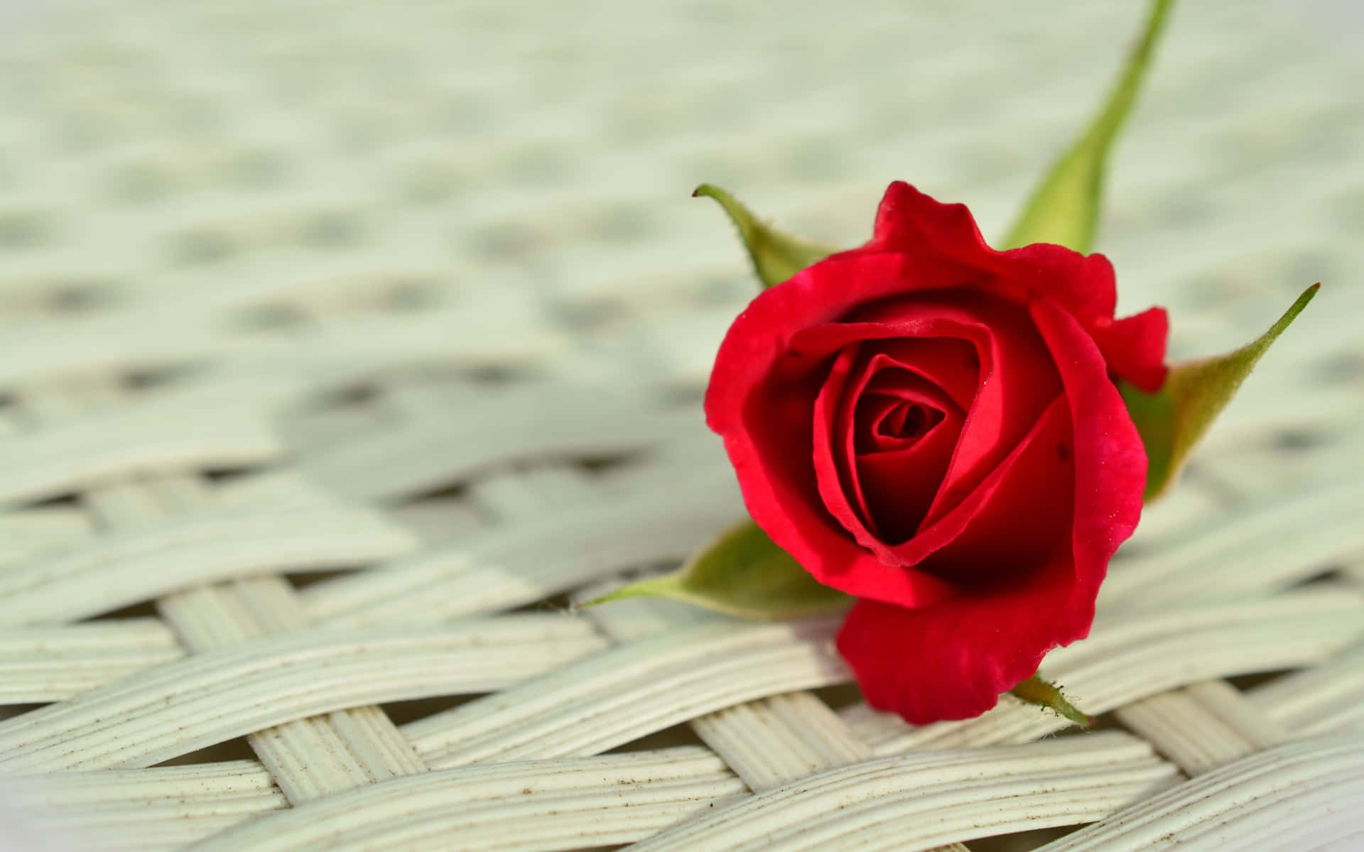 A Red Rose - A Symbol of Love
