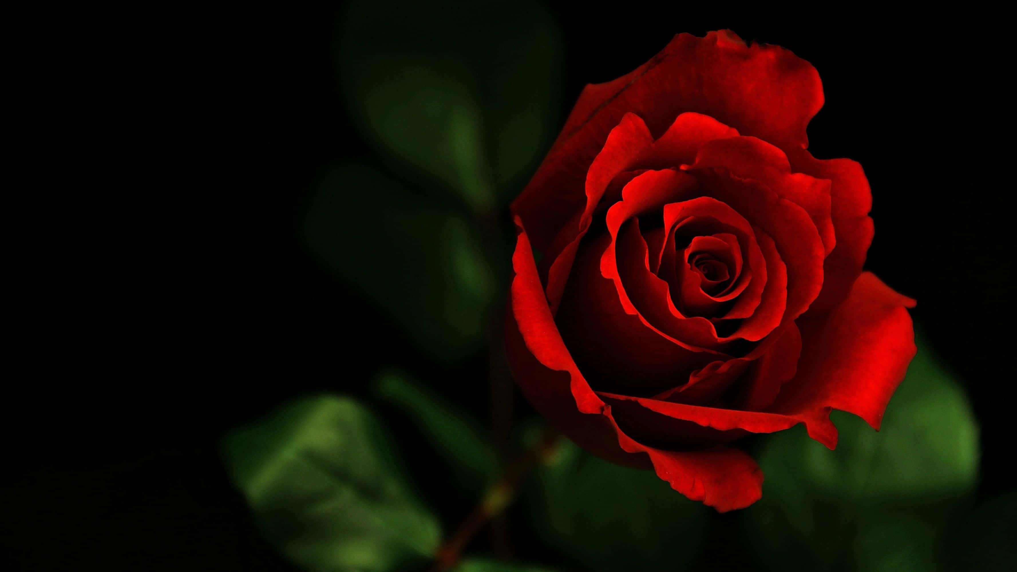 A Red Rose Is Shown Against A Black Background