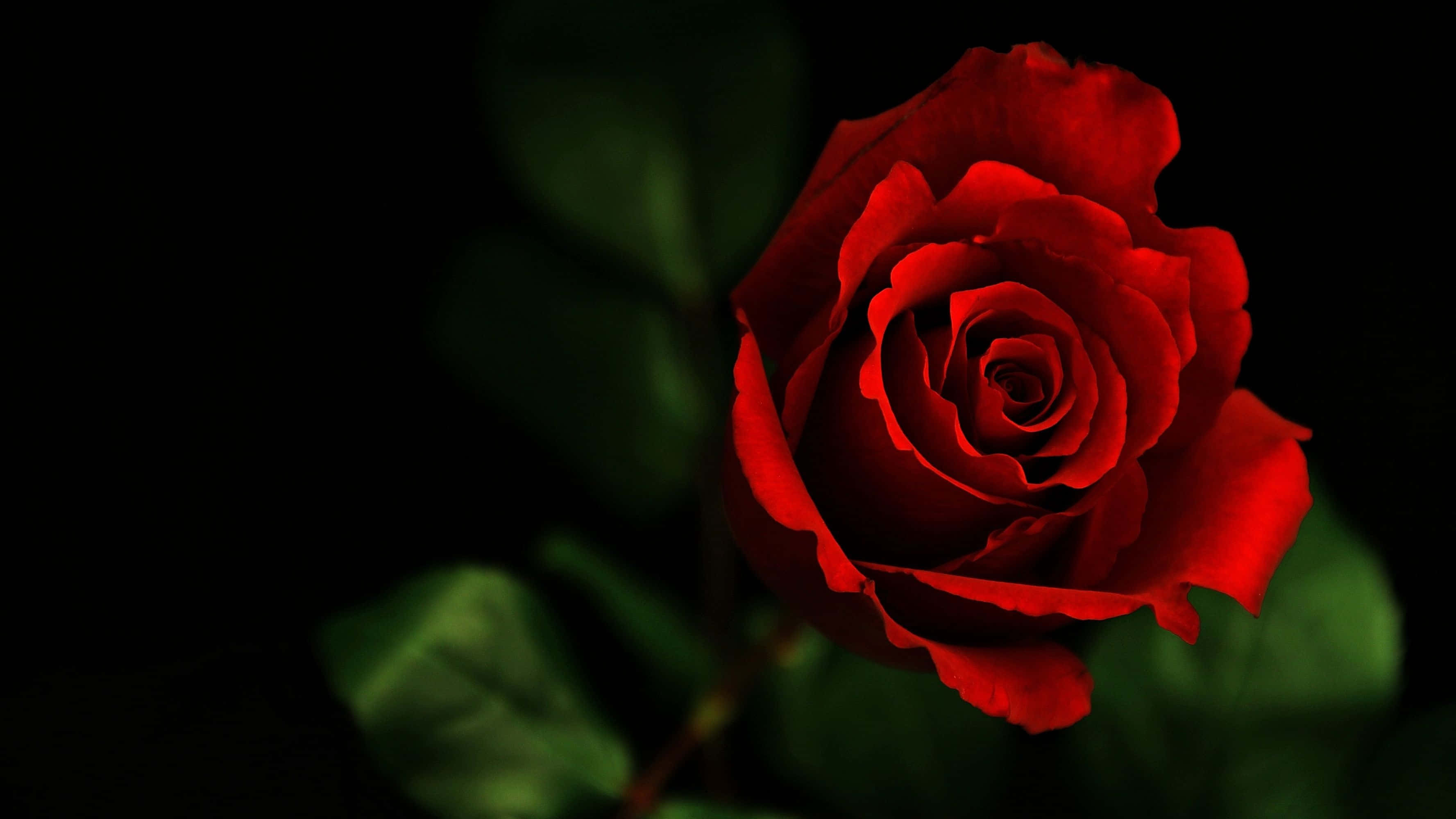 Semuestra Una Rosa Roja Sobre Un Fondo Negro