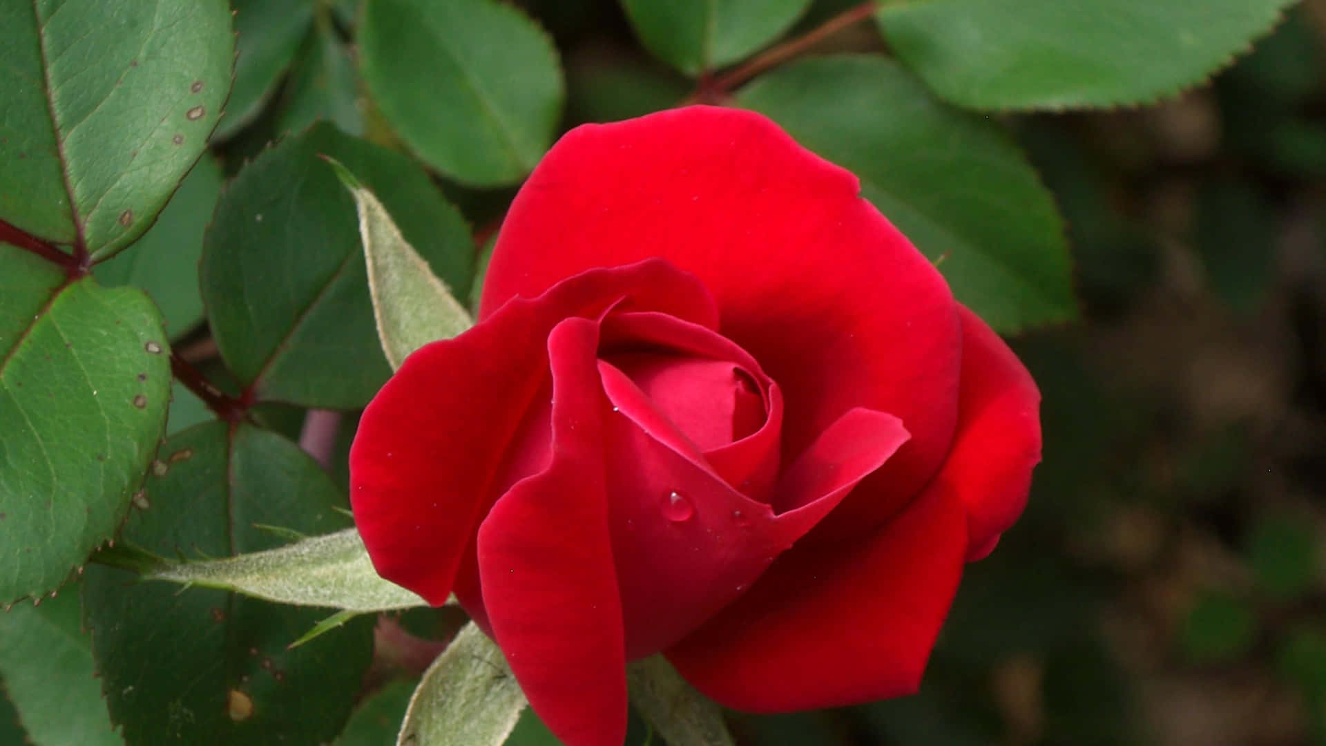 A beautiful red rose.