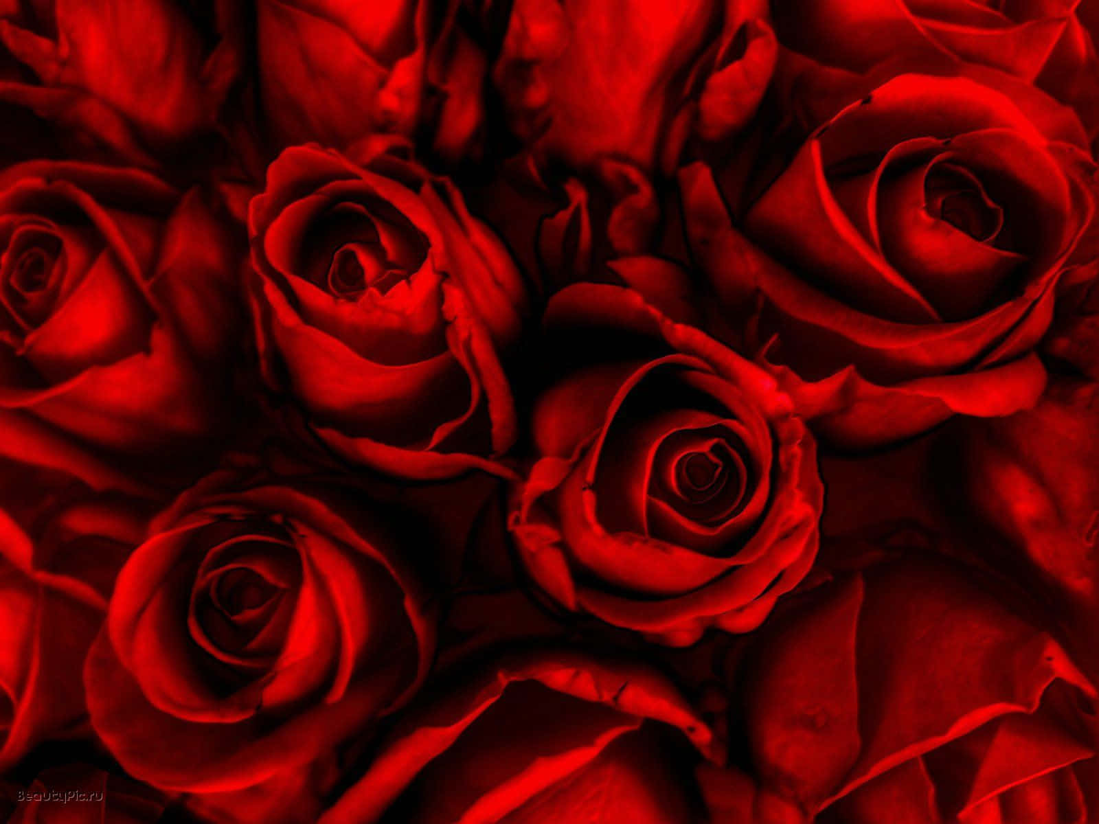Unahermosa Rosa Roja Contra Un Fondo Borroso, Simbolizando El Amor Y La Belleza.