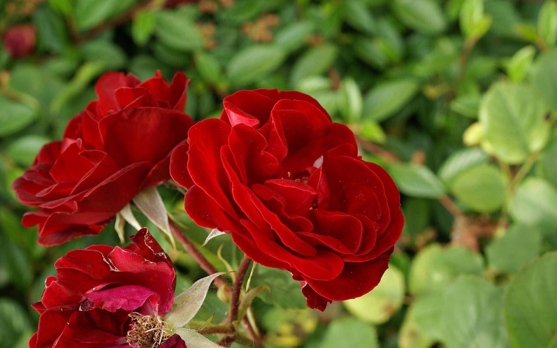 A single vibrant Red Rose blooms against a white background.