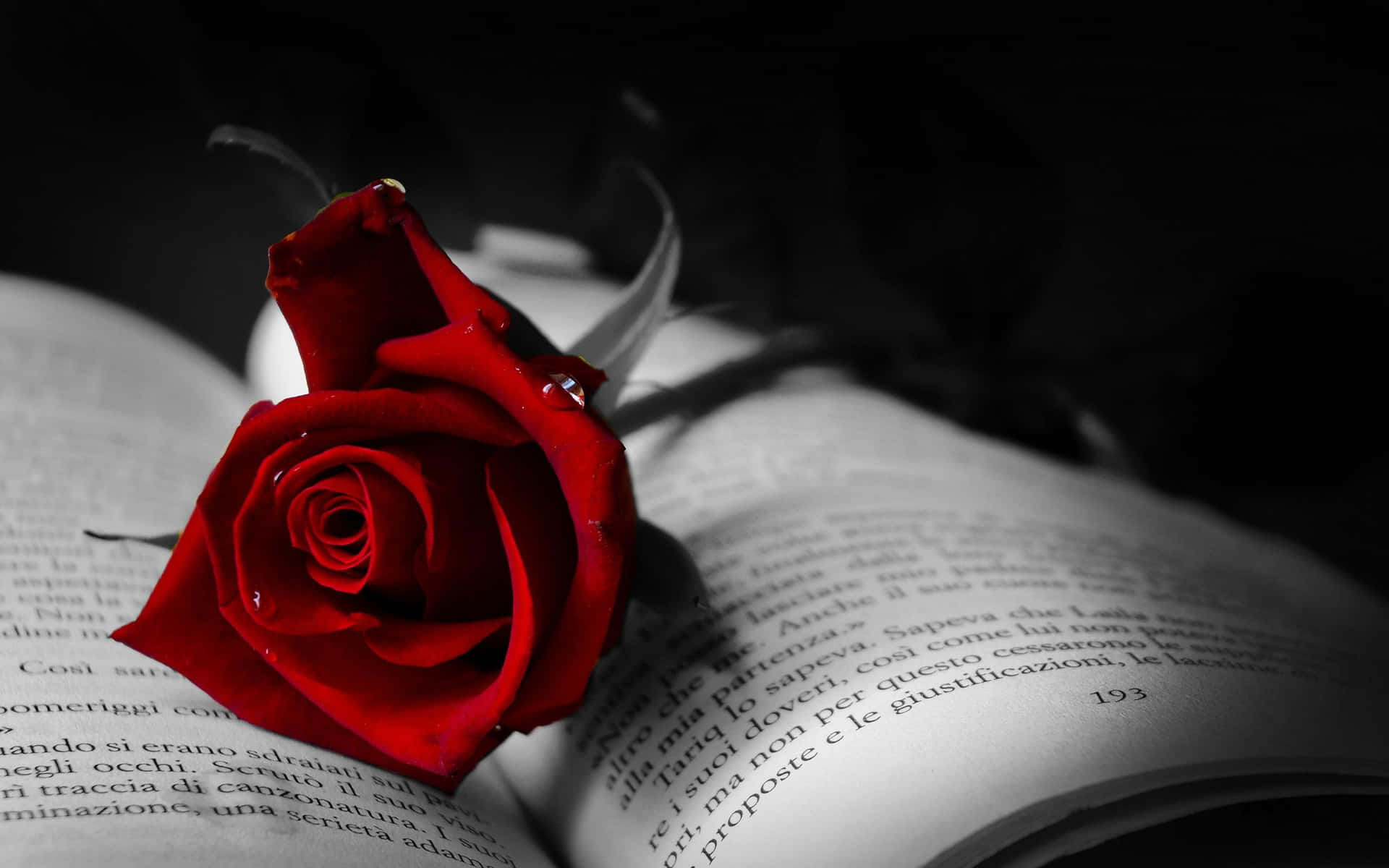 Einescharlachrote Rote Rose, Die Liebe, Leidenschaft Und Schönheit Symbolisiert.