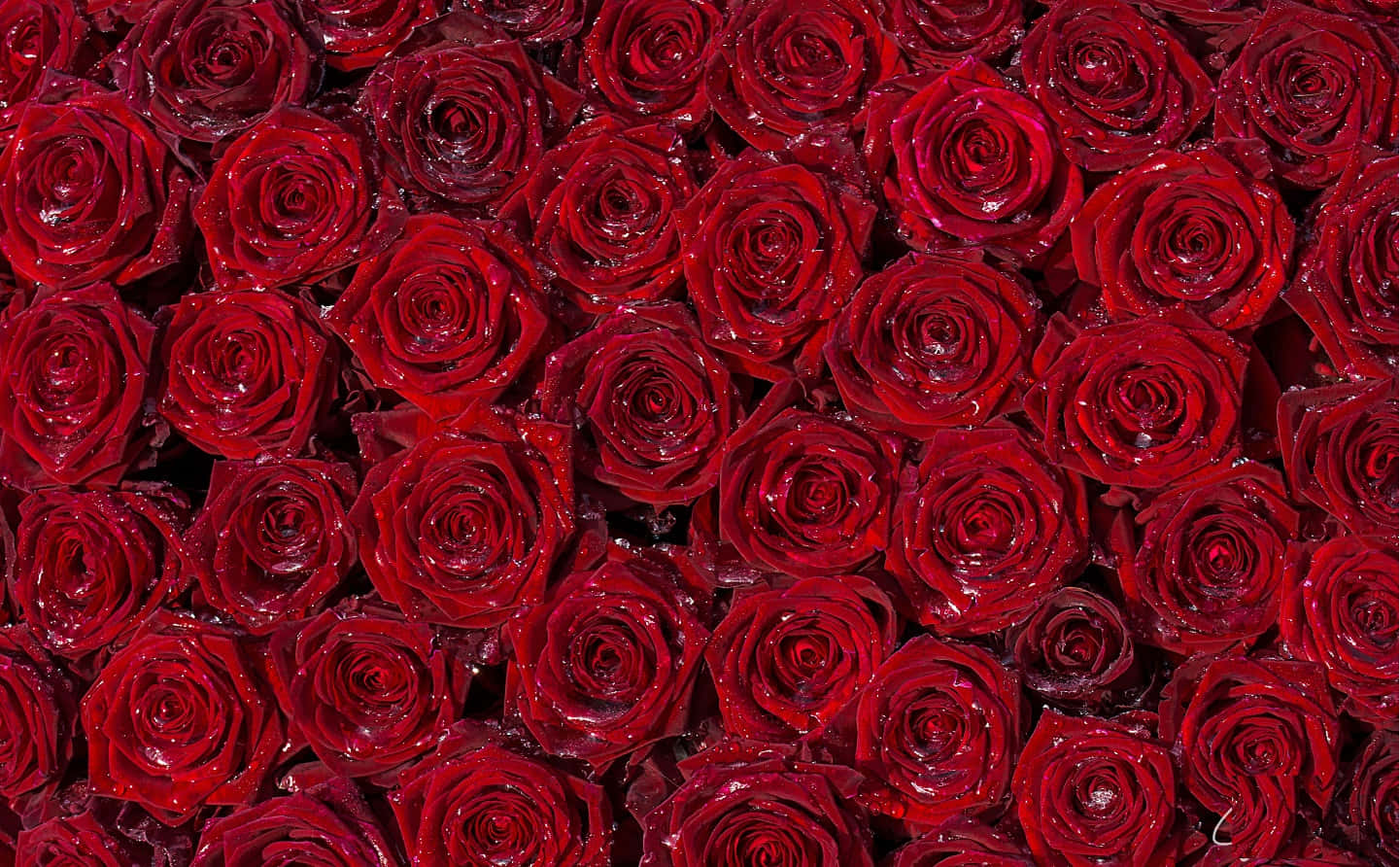 Imagenuna Rosa Roja Perfectamente Fotogénica.