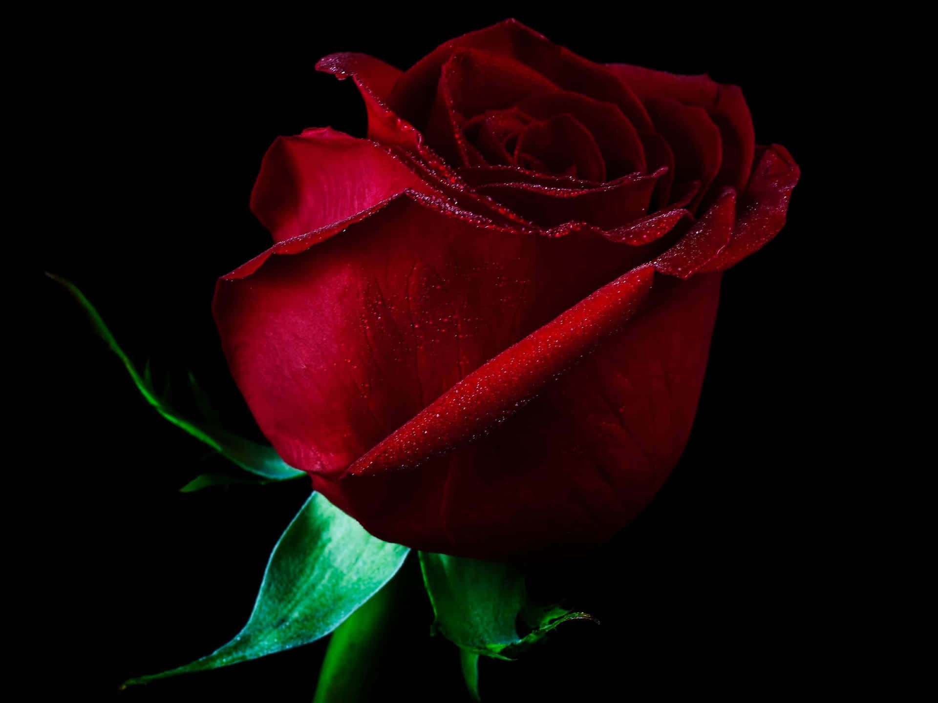 A delicate red rose against a crisp white background