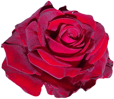 Red Rose Black Background PNG