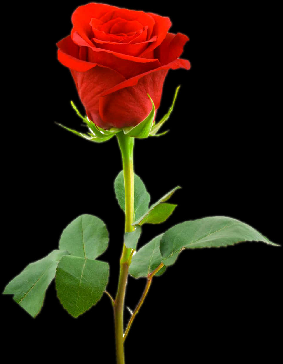 Red Rose Black Background PNG