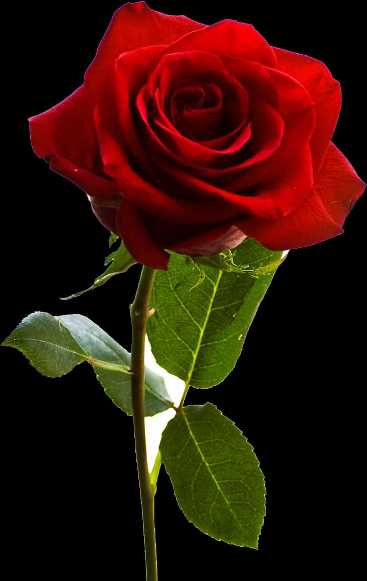 Red Rose Black Background PNG