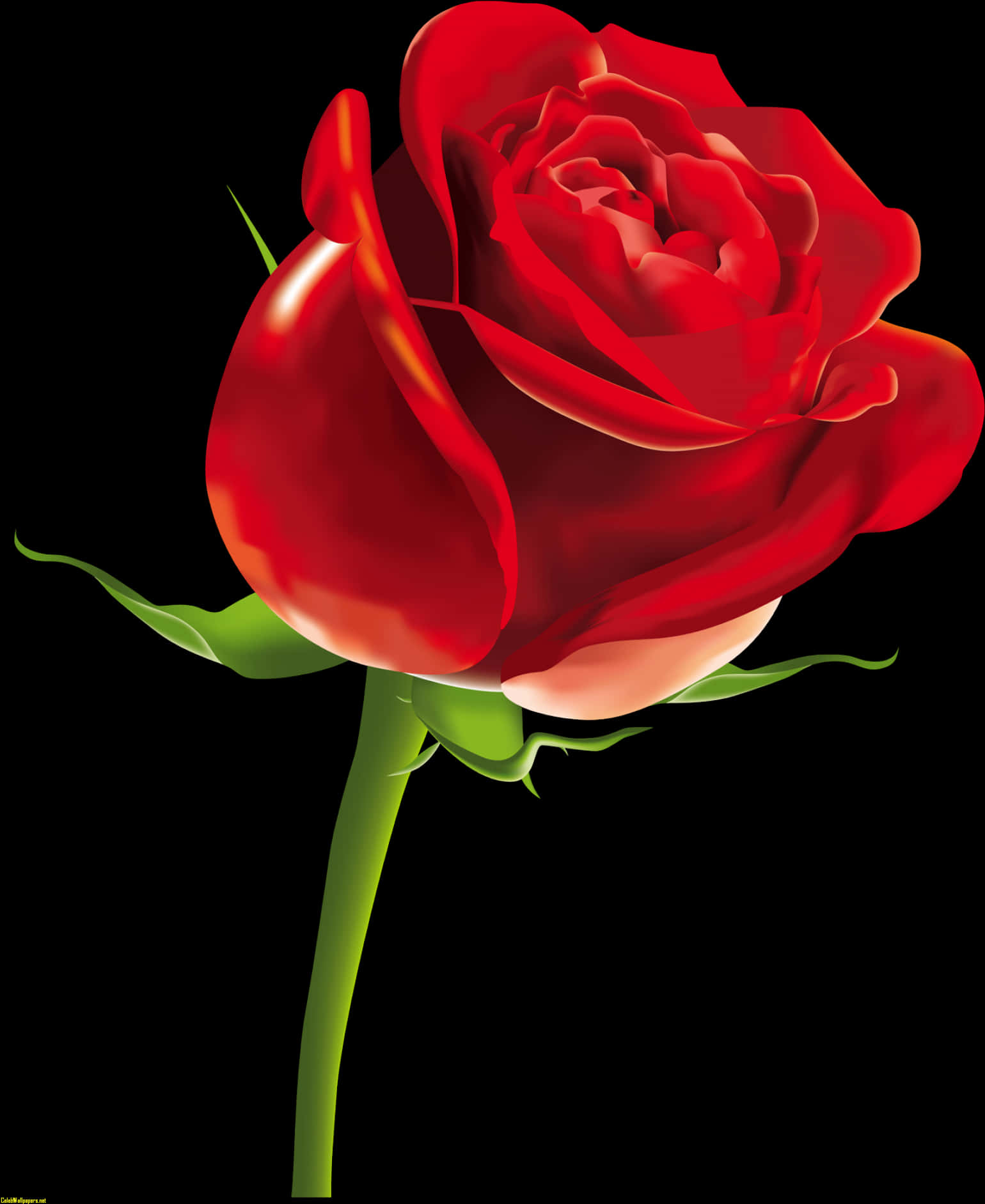 Red Rose Black Background PNG