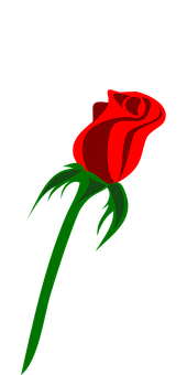 Red Rose Black Background PNG