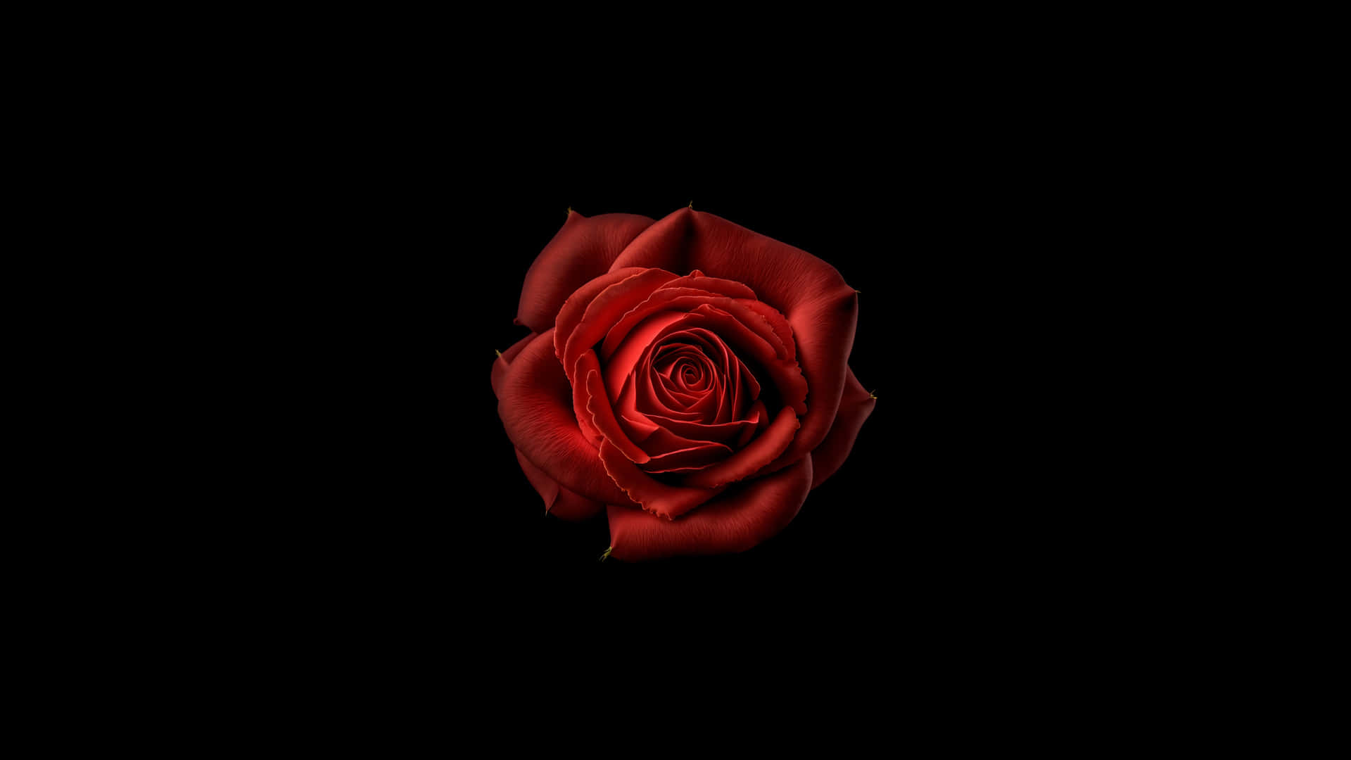 Red Rose Black Background4 K Wallpaper