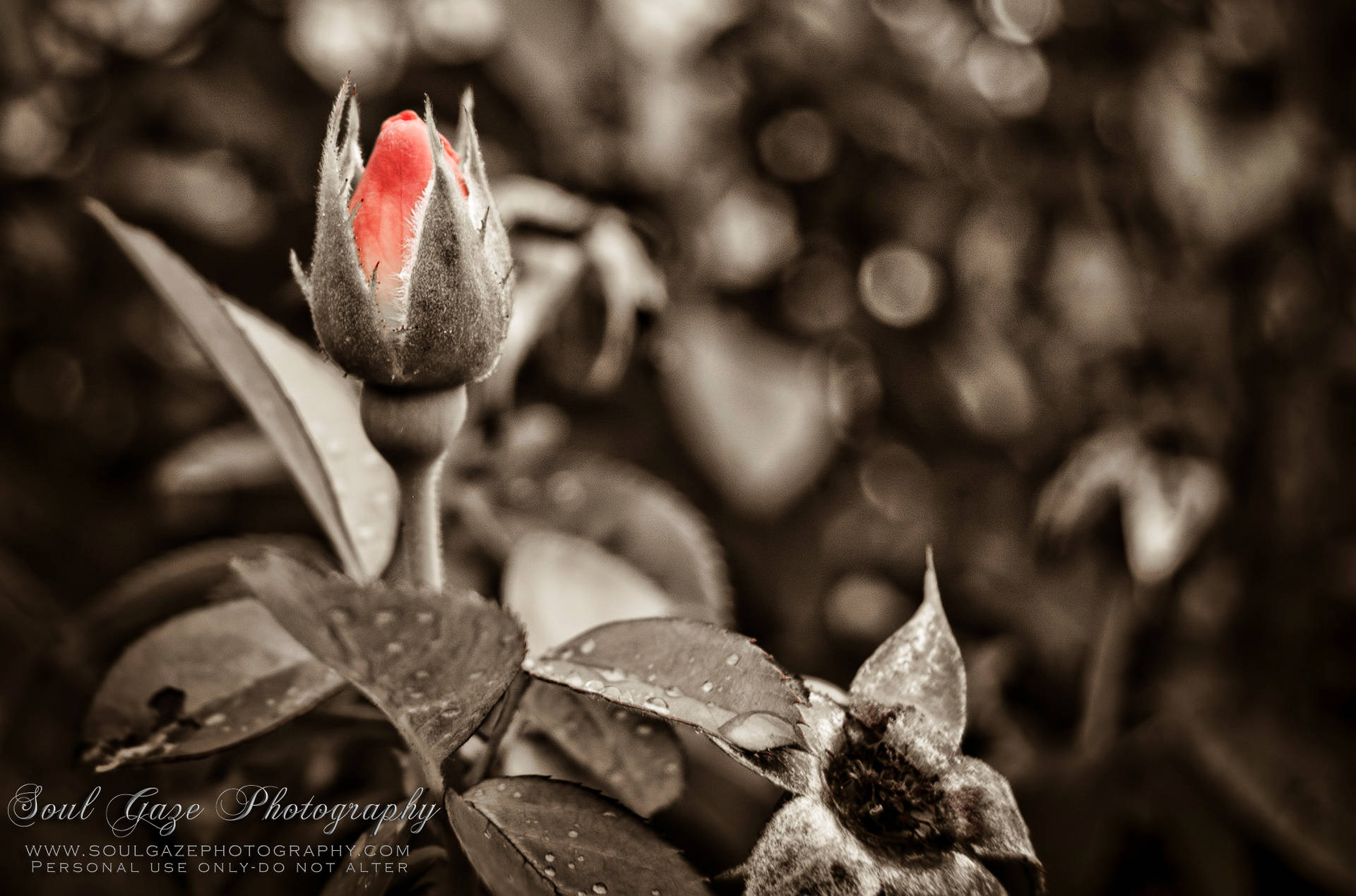 Red Rose Bud With Selective Color Effect Wallpaper