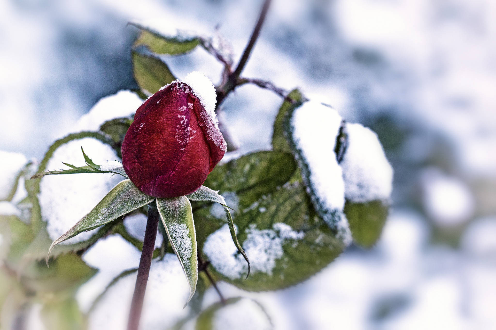 Download Red Rose Bud With Snow Wallpaper 