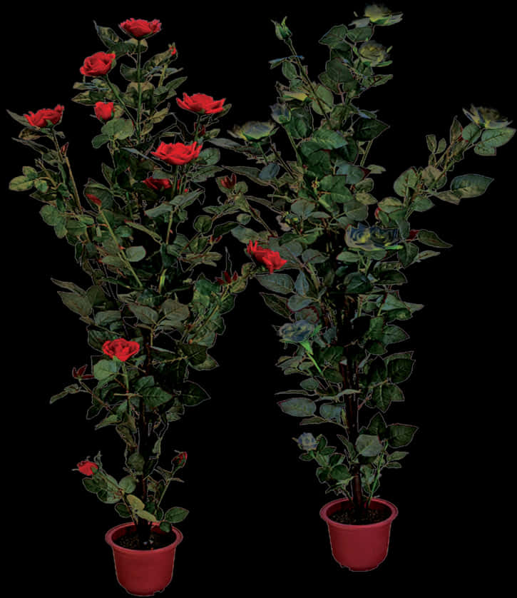 Red Rose Bushesin Pots PNG