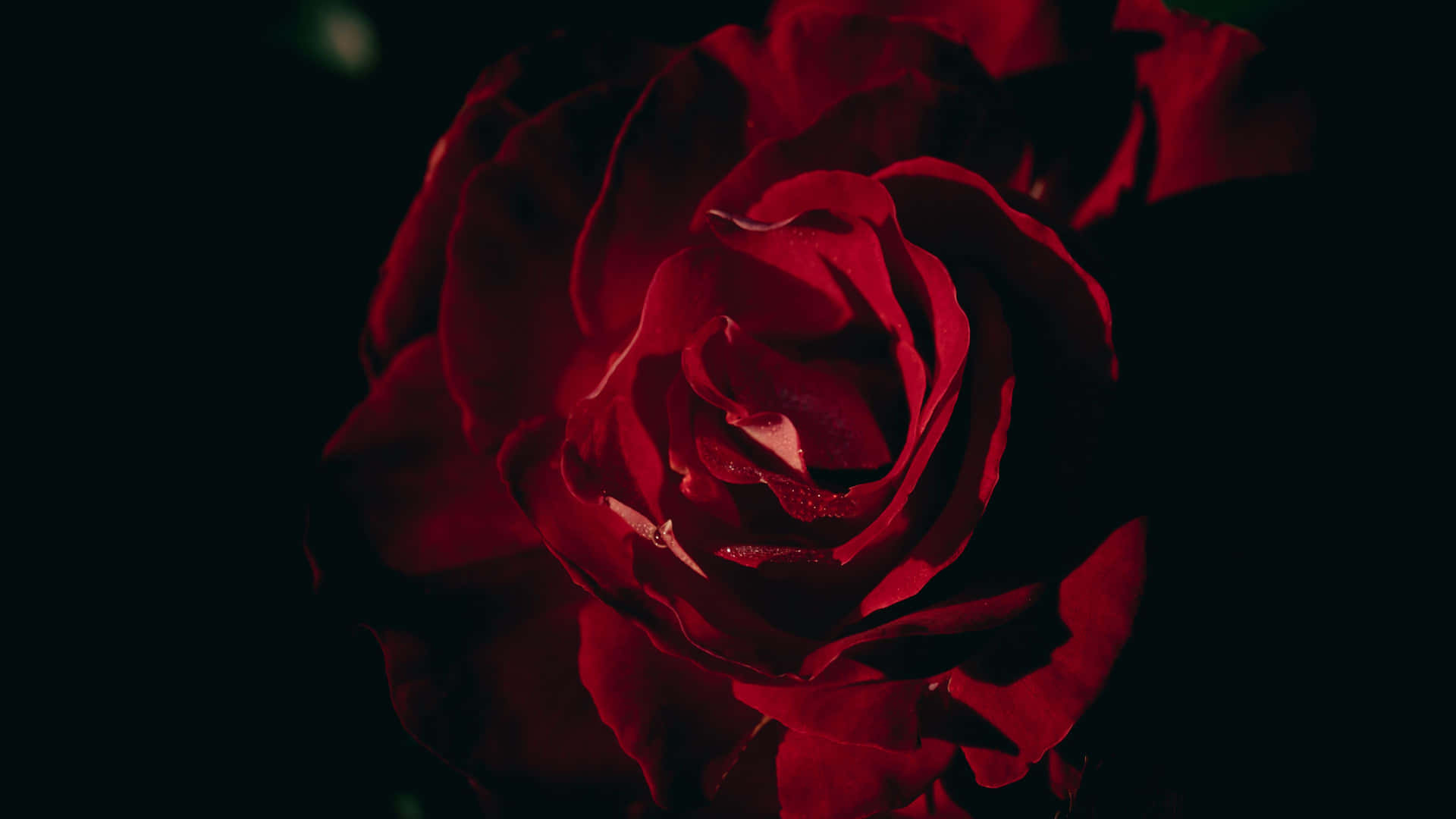 Red Rose Dark Background4 K Wallpaper