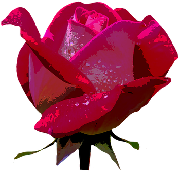 Red Rose Dewdrops Dark Background PNG