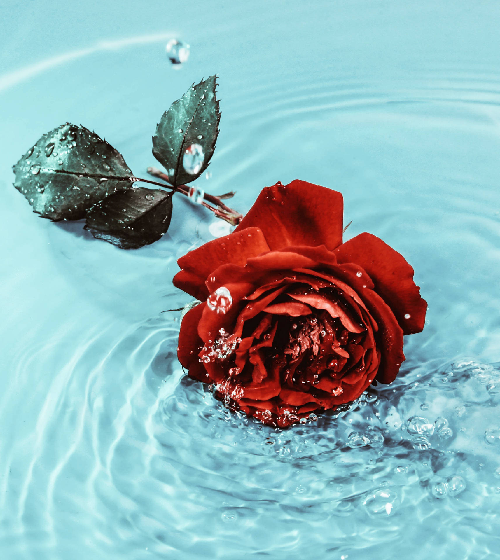 Rød rose svømmer på vand Wallpaper
