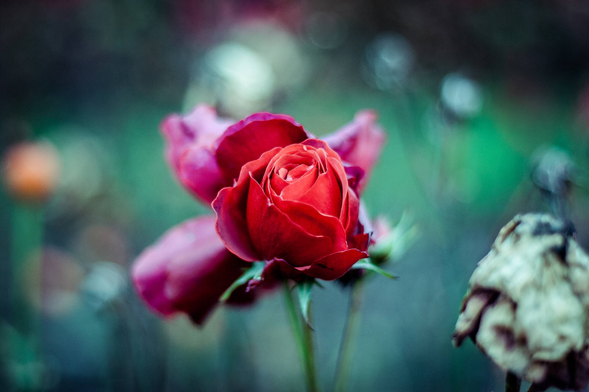 A single red rose with green foliage Wallpaper