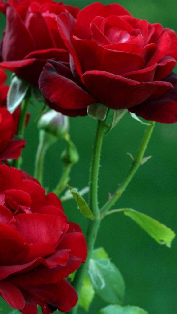 Florde Rosa Roja Para Iphone Fondo de pantalla
