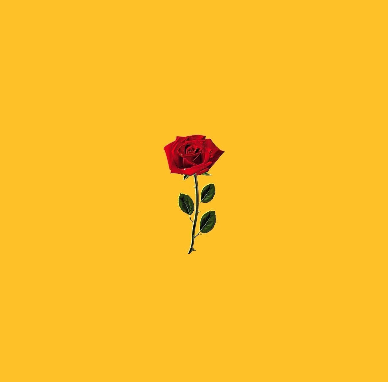 Red Rose For Cute Yellow Background Wallpaper