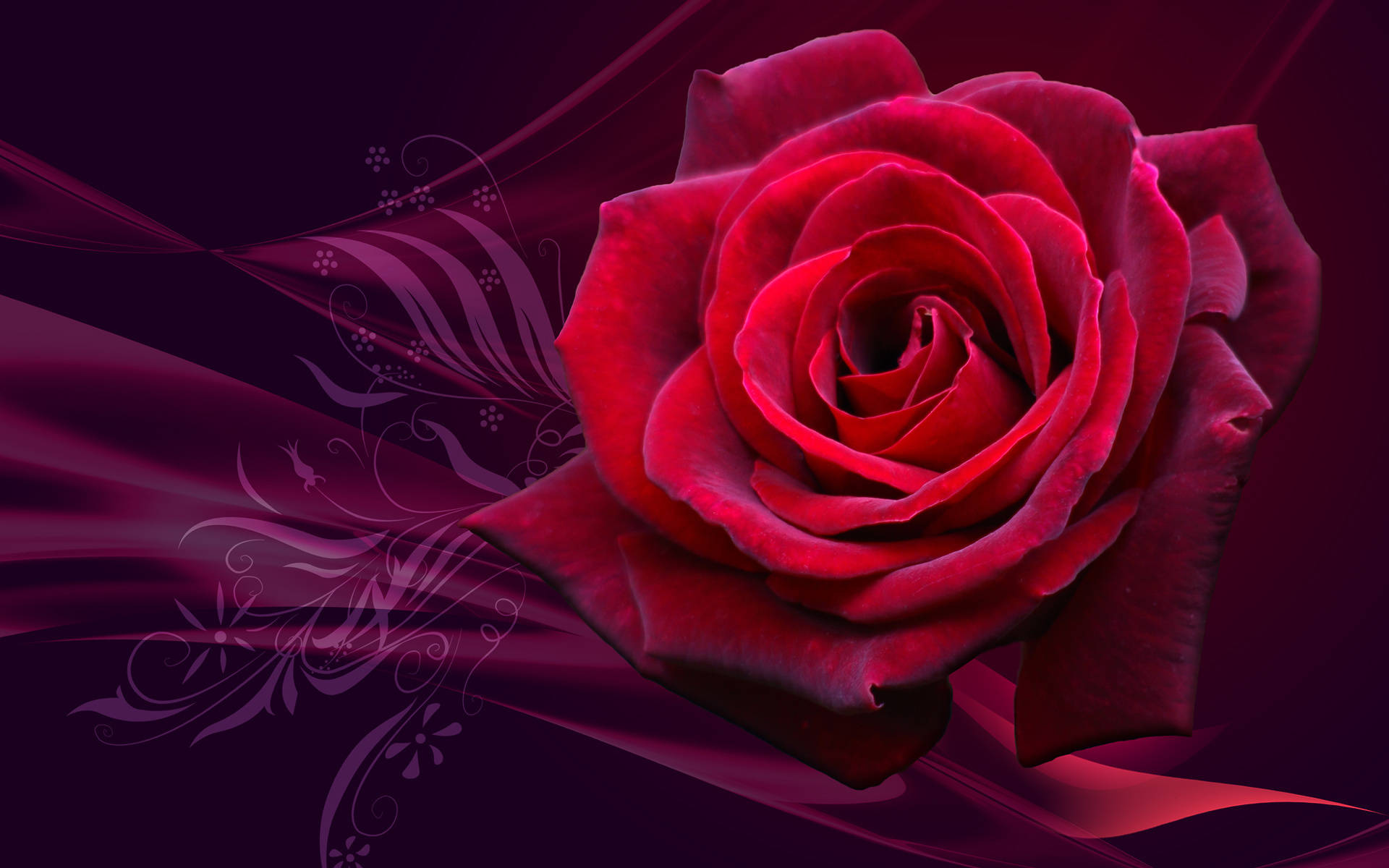 Red Rose Head On Plum-colored Background Wallpaper