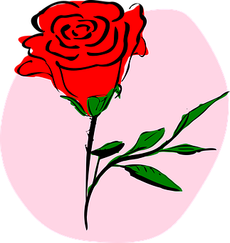 Red Rose Illustration PNG