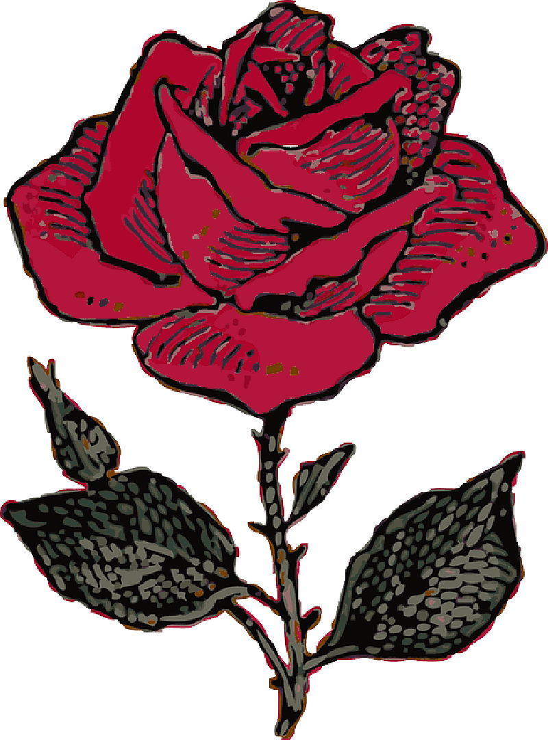 Red Rose Illustration PNG