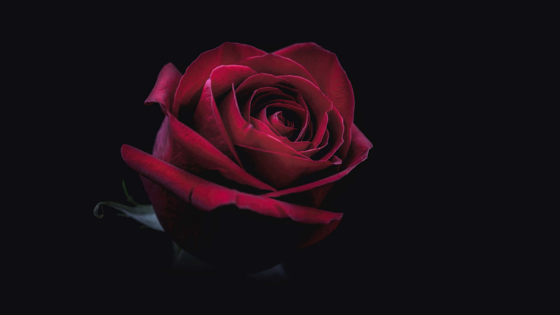 Red_ Rose_in_ Darkness_4 K Wallpaper