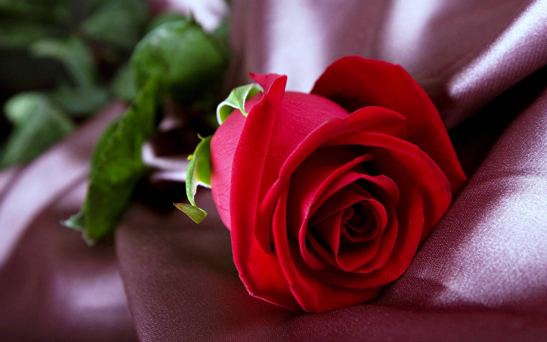 Red Rose On Fabric Wallpaper