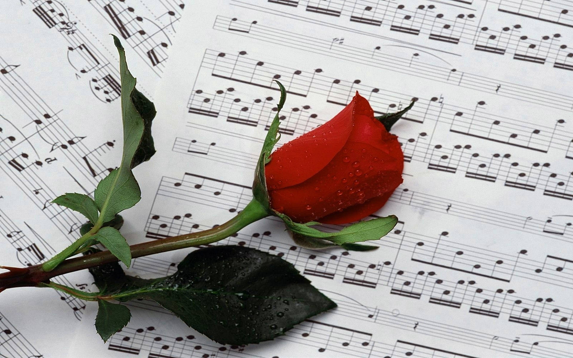 Red Rose On Sheet Music Wallpaper