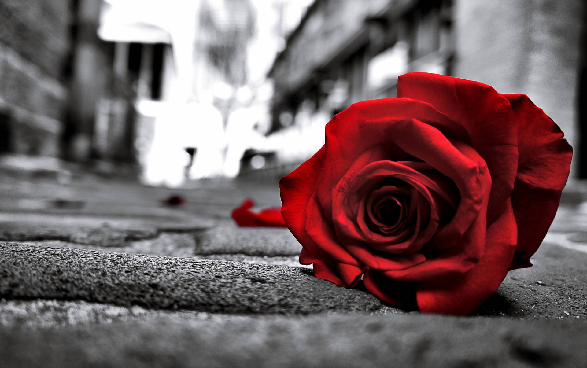 Rød rose på vejen Wallpaper