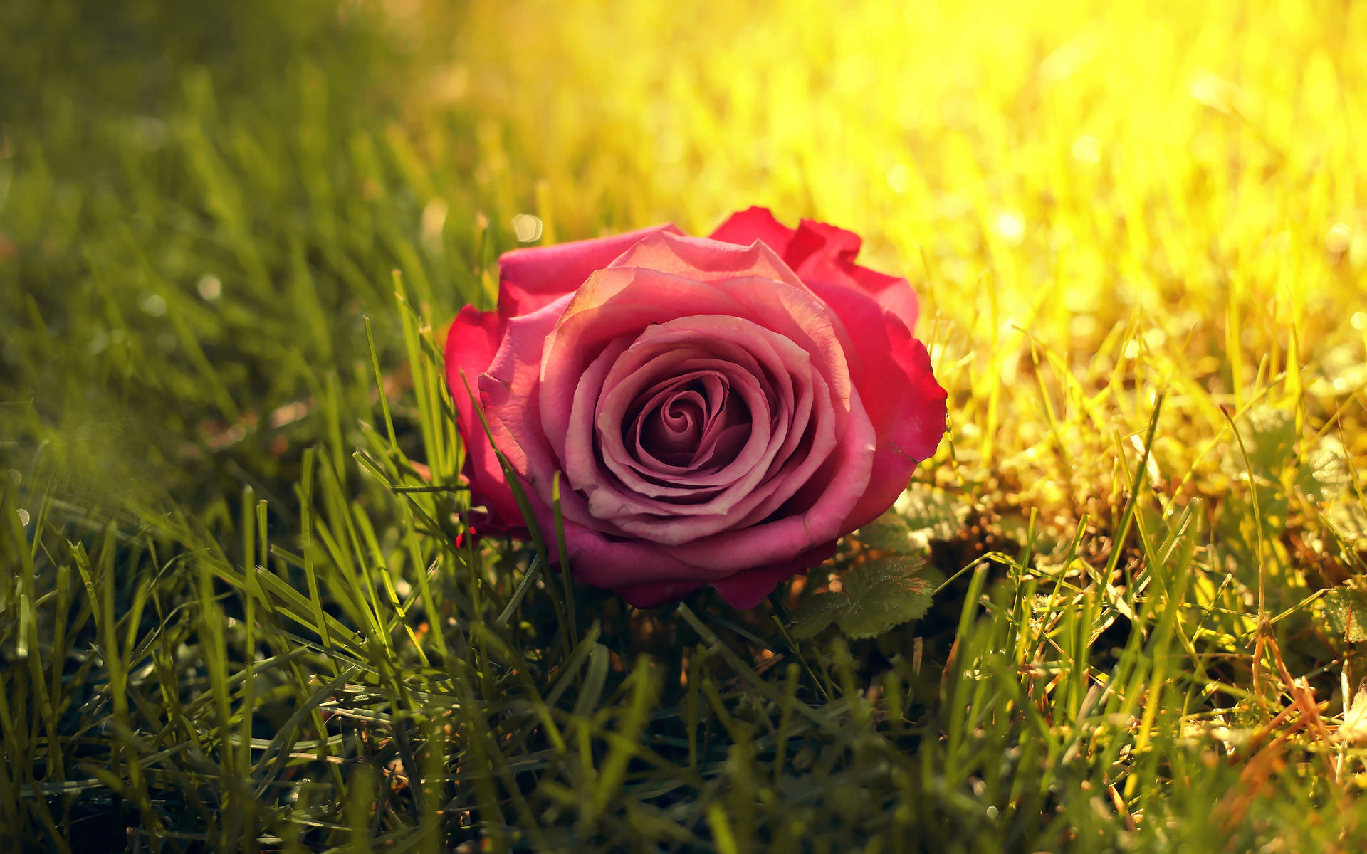 Red Rose On Top Of Grass Wallpaper