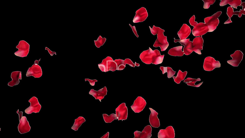 Red Rose Petals Falling Black Background PNG