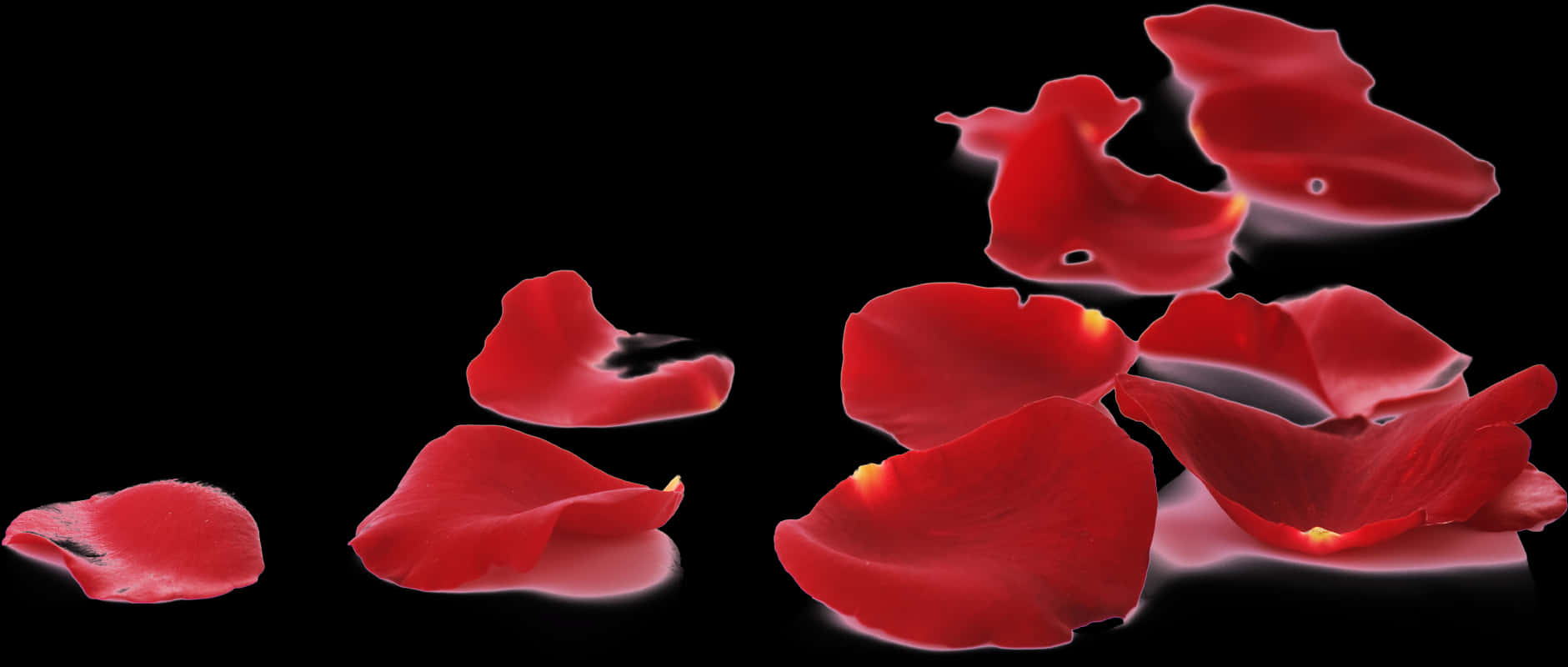 Red Rose Petals Falling Black Background PNG