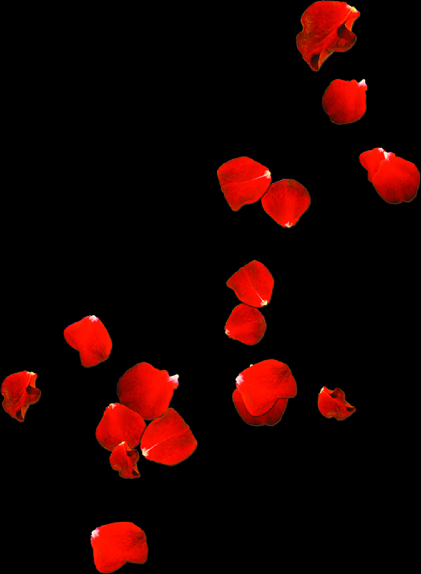 Red Rose Petals Falling Black Background PNG