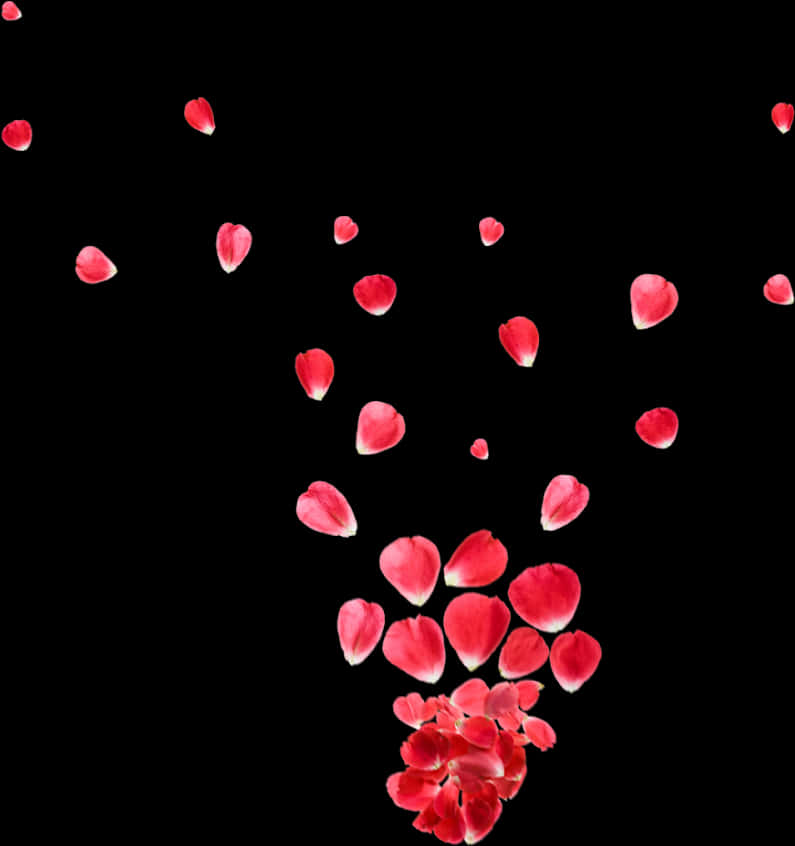 Red Rose Petals Fallingon Black Background.jpg PNG