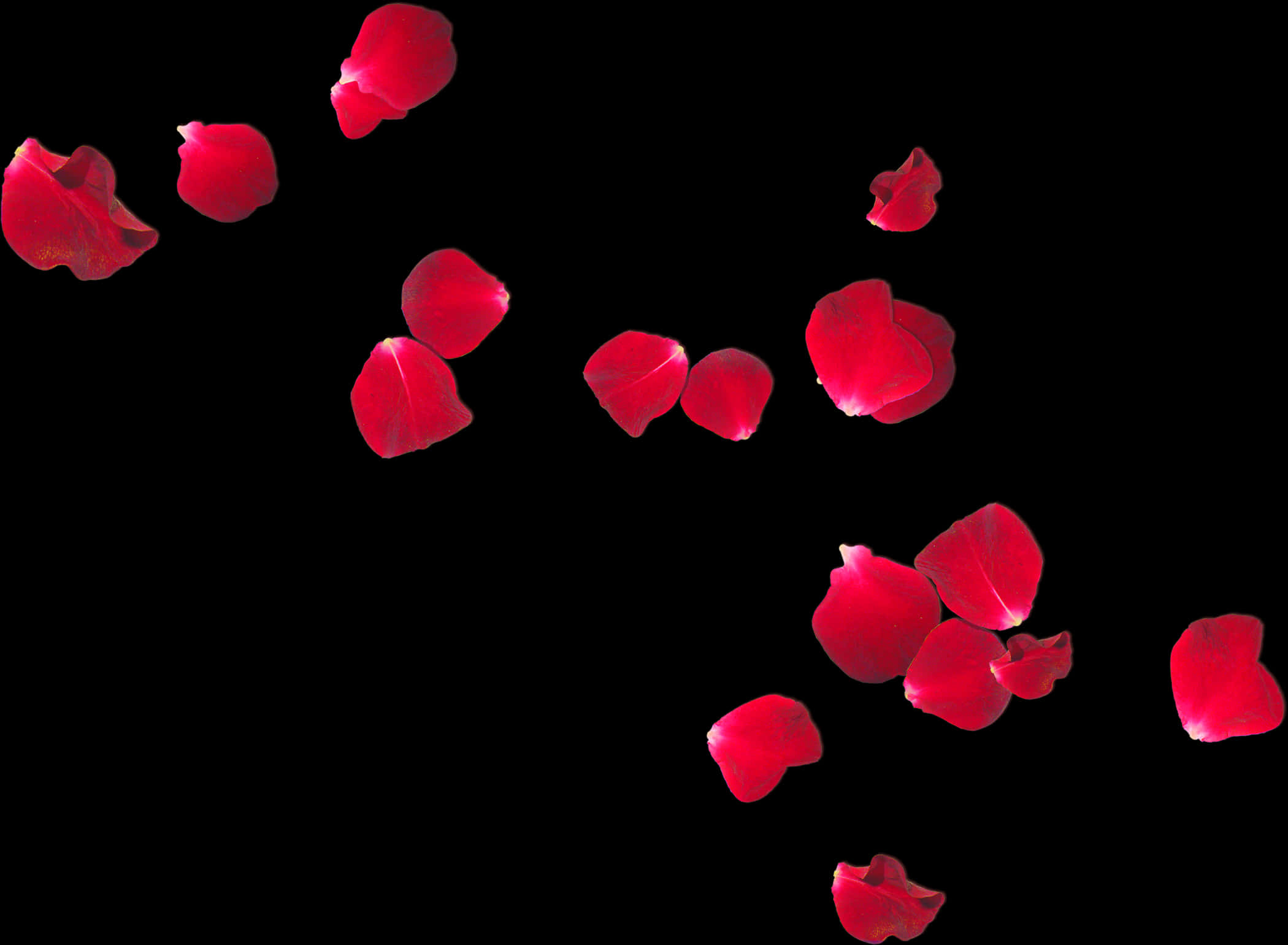 Red Rose Petals Fallingon Black Background PNG