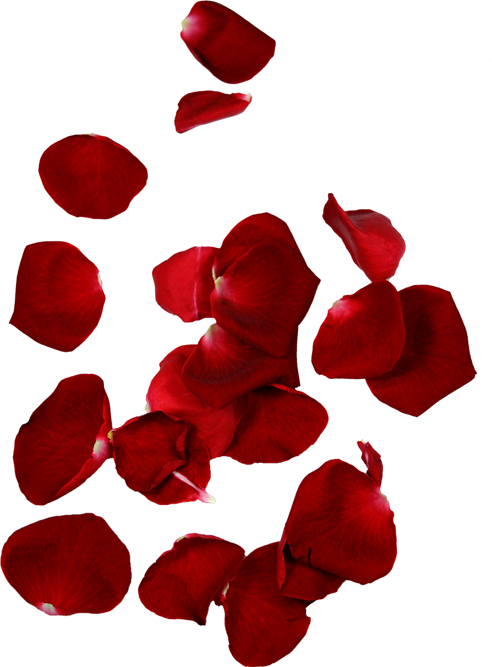 Red Rose Petals Floating Background PNG