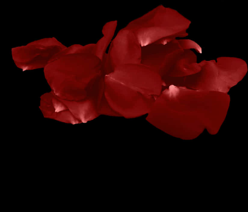 Red Rose Petalson Black Background.jpg PNG
